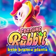 bete branca planta